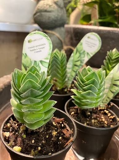Crassula 'Buddha's Temple' - 2"