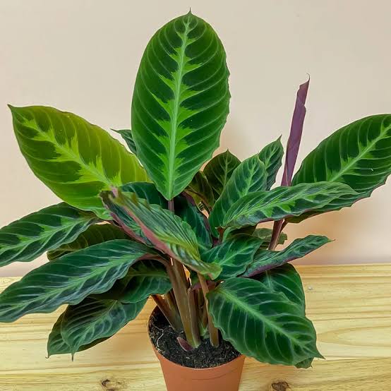 Calathea warscewiczii 6" pot