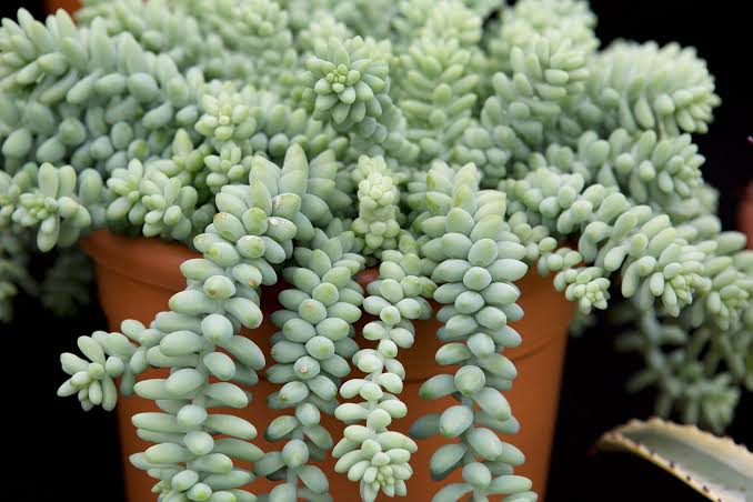 Sedum morganianum 'Burrito' - 6" pot