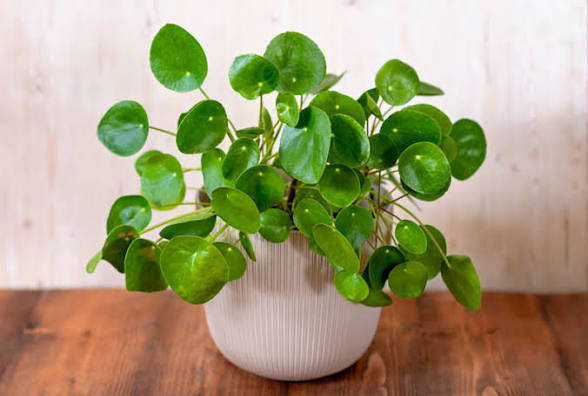 Pilea peperomioides 6" pot