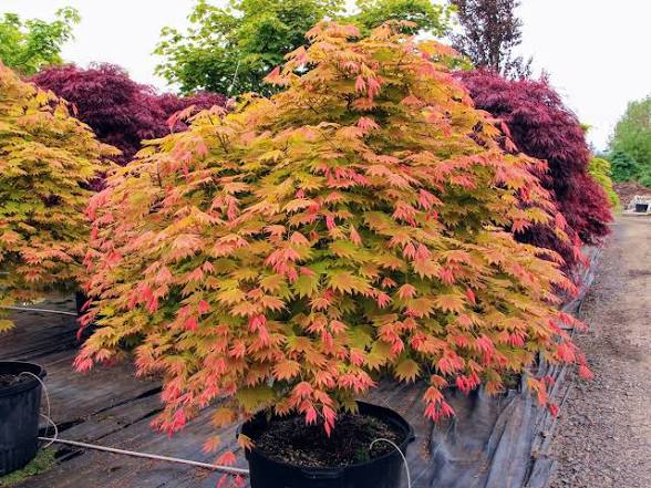 The Acer shirasawanum 'Moonrise' 2 gal light branch
