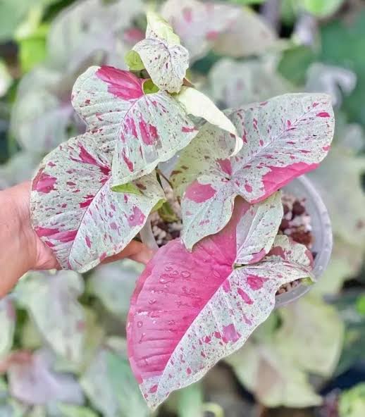 Syngonium pod. 'Milk Confetti' 6" pot