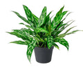 Aglaonema 'Maria' 6" pot