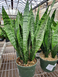 Sansevieria Black Coral - 4" pot
