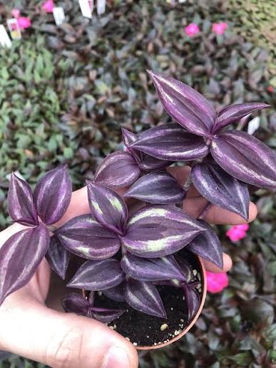 Tradescantia zebrina Purple - 4" HB
