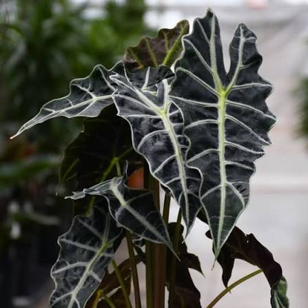 Alocasia Polly - 3" pot