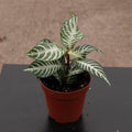 Aphelandra squarrosa - in self watering pot
