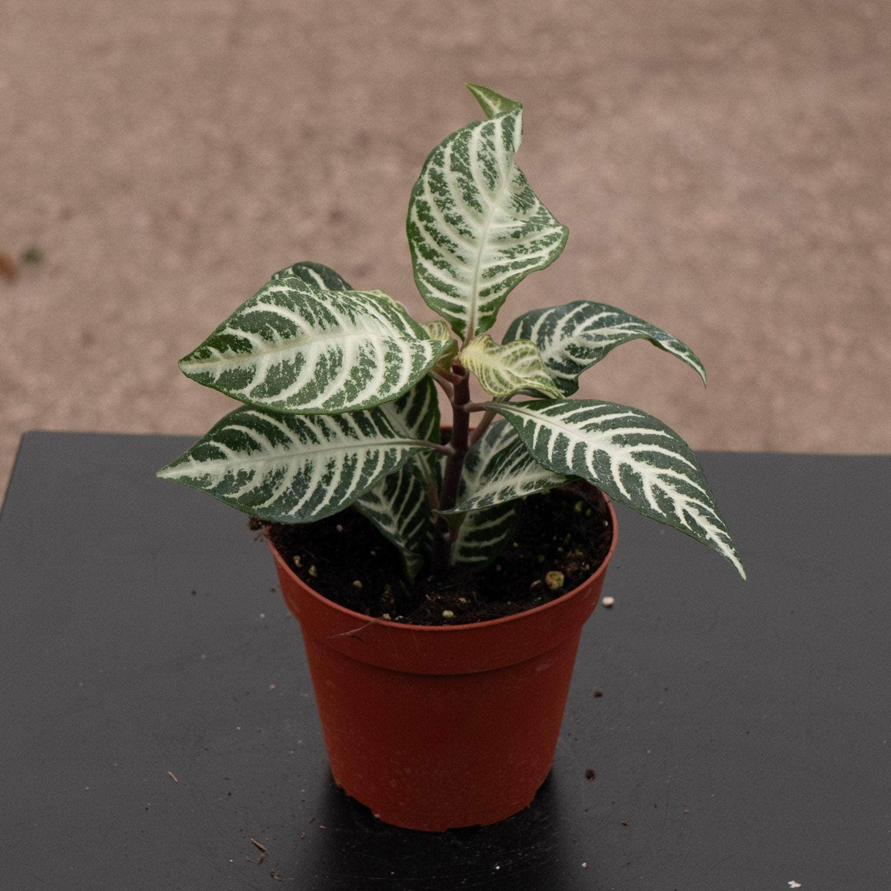 Aphelandra squarrosa - in self watering pot