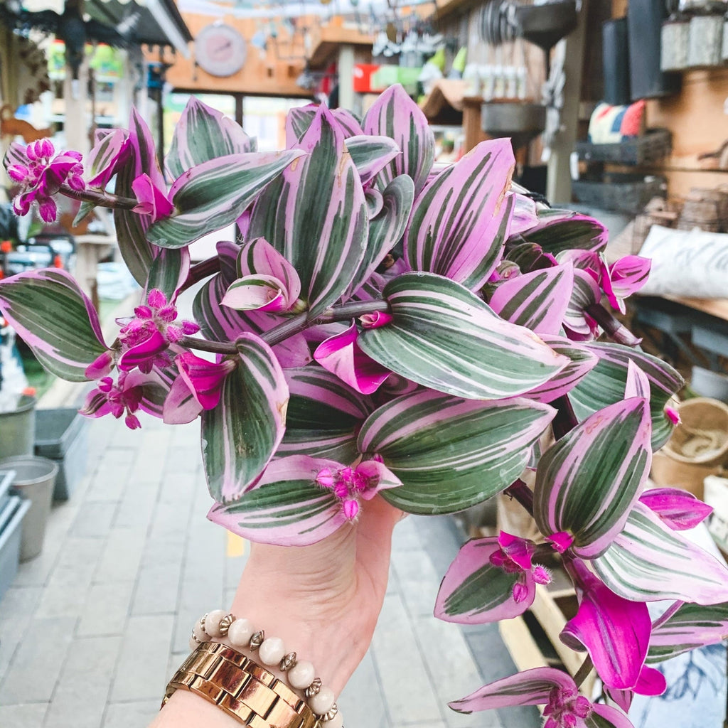 Tradescantia albiflora 'Nanouk' - 6" pot