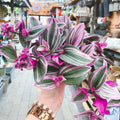 Tradescantia albiflora 'Nanouk' - 4" HB