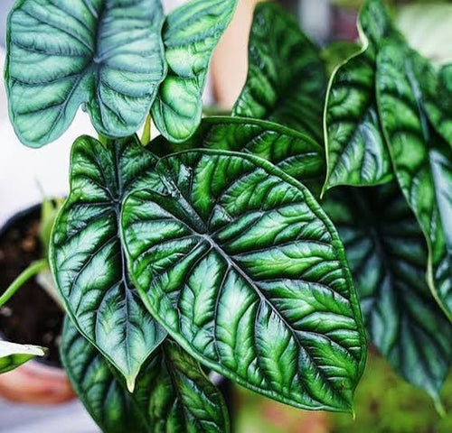 Alocasia sinuata "Quilted Dreams" - 3" pot