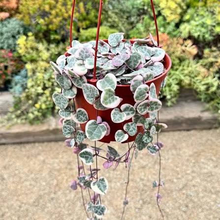 Ceropegia woodii variegata - 6" HB