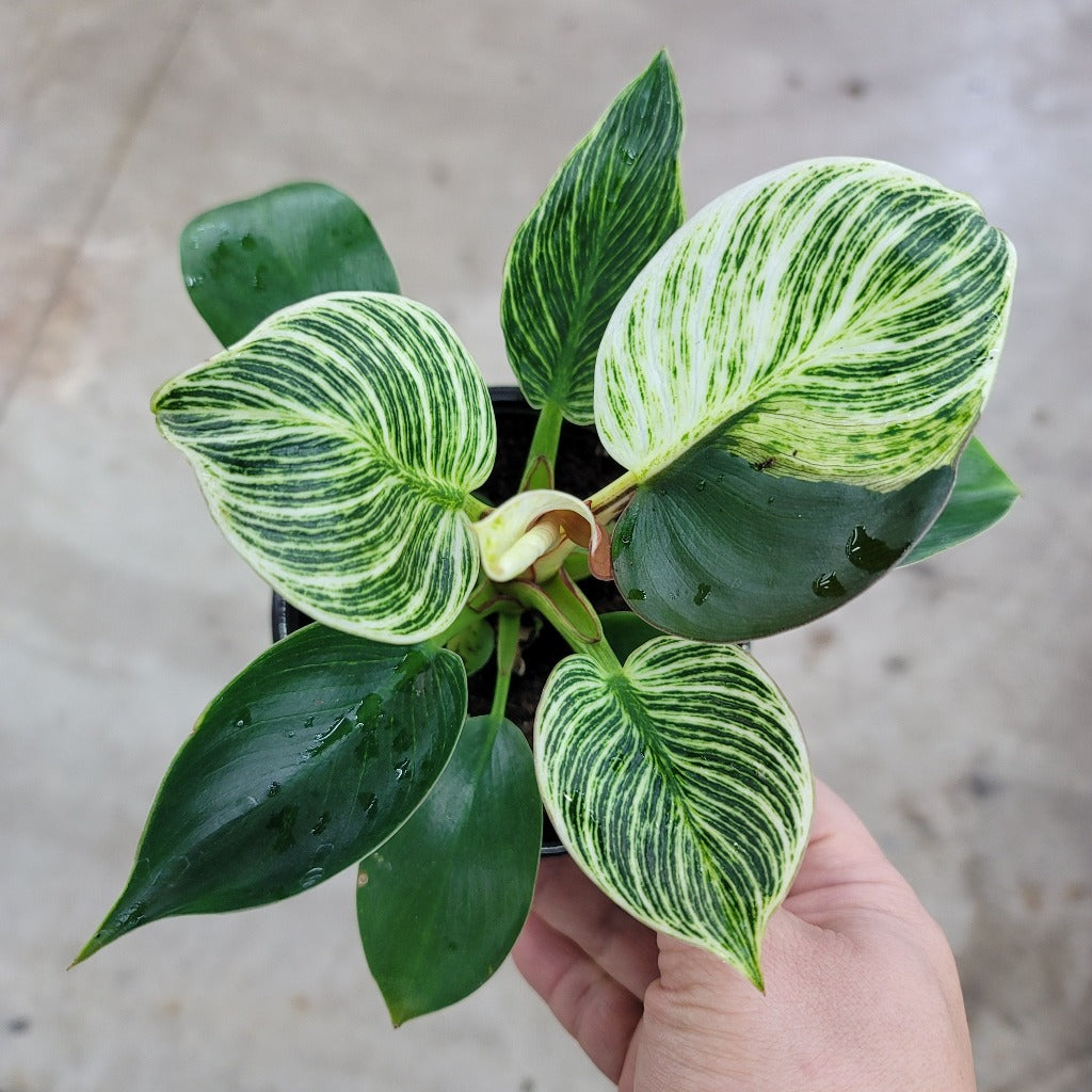 Philodendron 'Birkin' - 3" pot