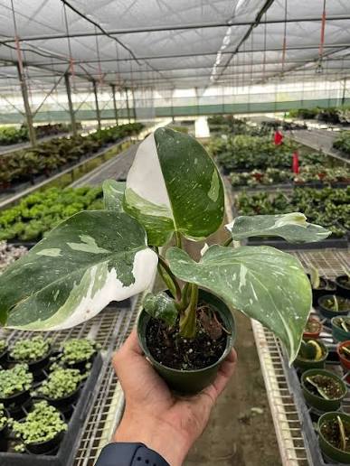Philodendron 'White Princess' - 6"