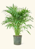 Chamaedorea cataractarum - 8" pot
