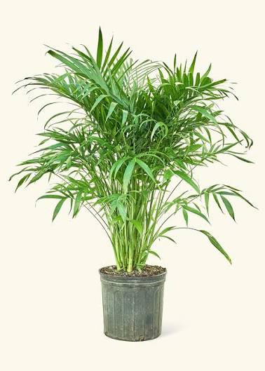 Chamaedorea cataractarum - 8" pot
