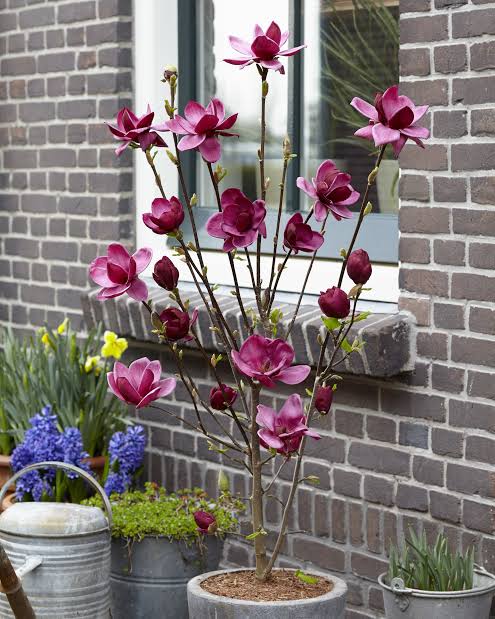 Magnolia x 'Genie'