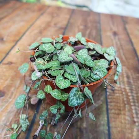 Ceropegia woodii - 6" HB
