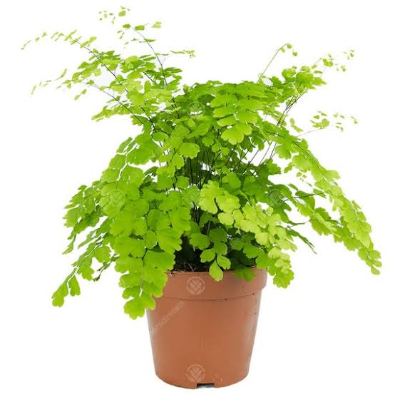 Adiantum raddianum 6" pot
