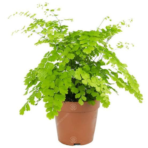Adiantum raddianum 6" pot