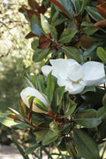 Teddy Bear® Southern Magnolia