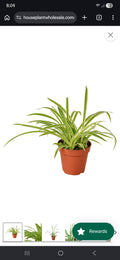 Spider Plant Reverse in ceramic pot