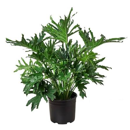Philodendron 'Lickety Split' - 6"