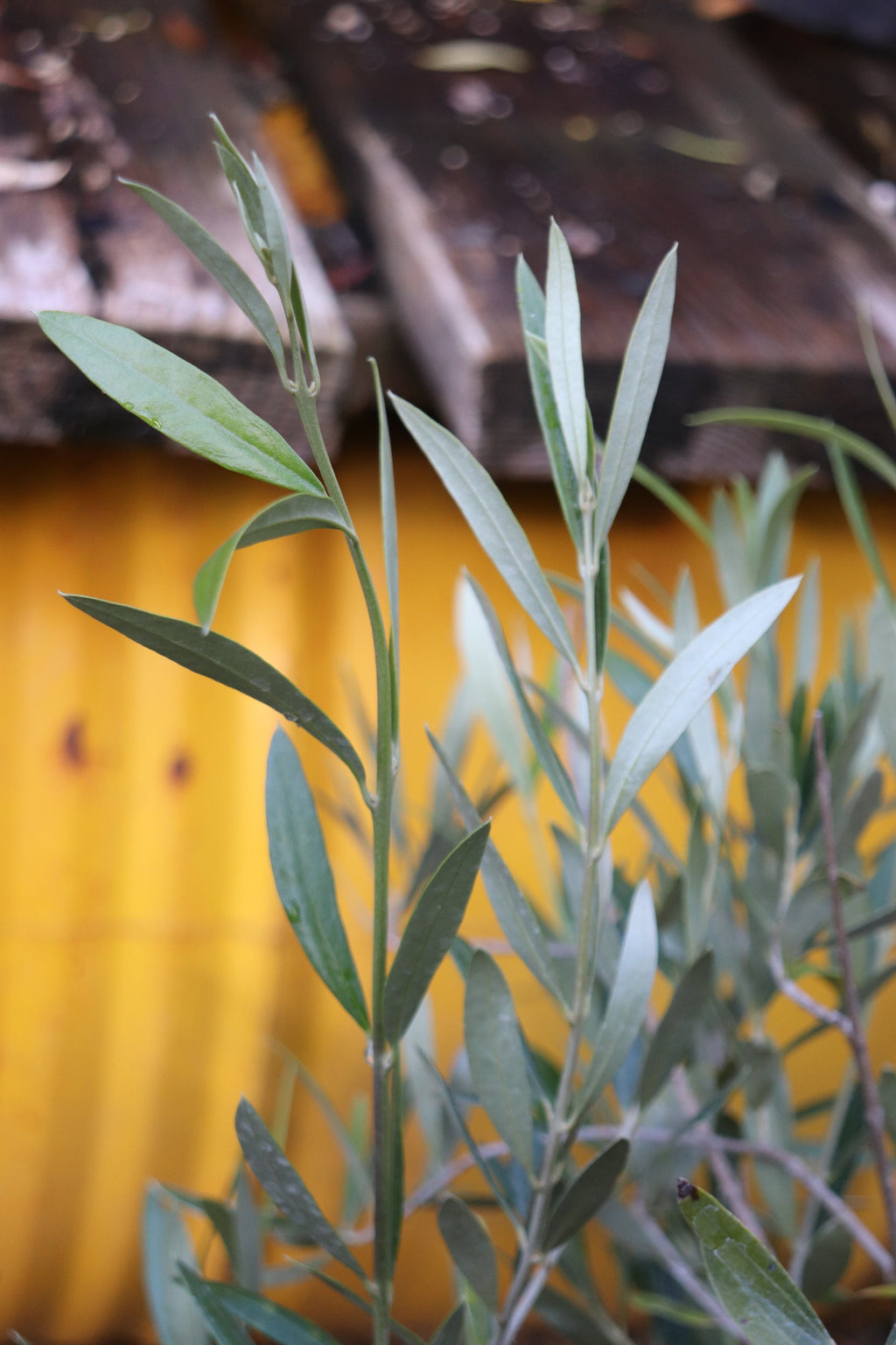 Olea europaea - olive tree - 4" pot