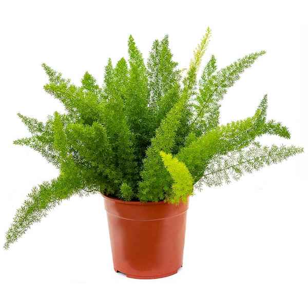 Asparagus densiflorus 'Myersii' - 4" pot
