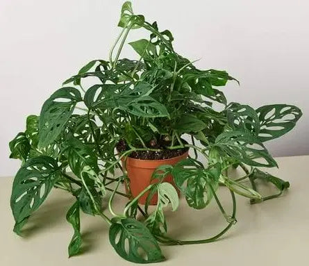 Monstera adansonii - 8" HB