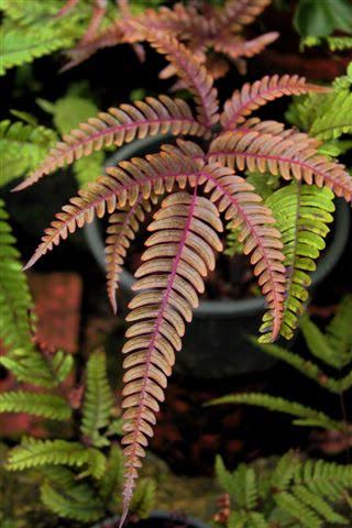 Pteris aspericaulis 'Tricolor' 4" pot