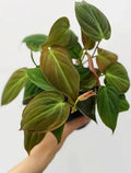 Philodendron micans - 6" HB