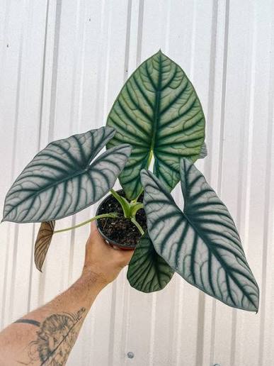 Alocasia nebula 'Imperialis' - 3" pot