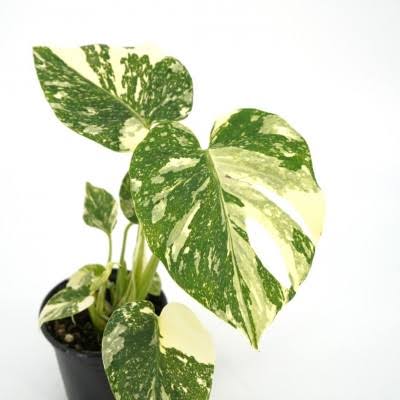 Monstera del. 'Thai Constellation' 6" pot