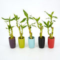 Dracaena sanderiana - Lucky Bamboo - ceramic pot