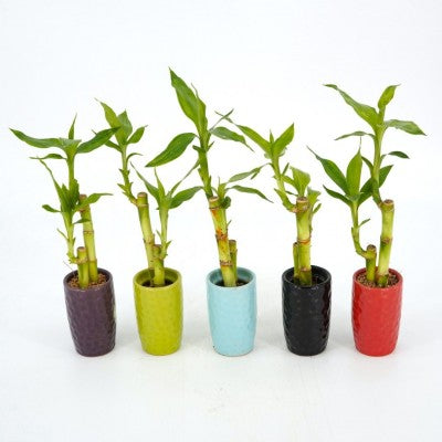 Dracaena sanderiana - Lucky Bamboo - ceramic pot