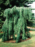 Cercidiphyllum japonicum 'Morioka Weeping' - 2gal light branch