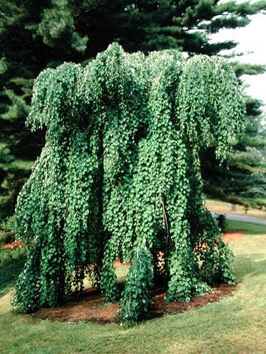 Cercidiphyllum japonicum 'Morioka Weeping' - 2gal light branch