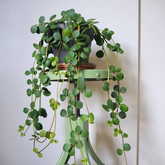 Peperomia 'Hope' -6" HB