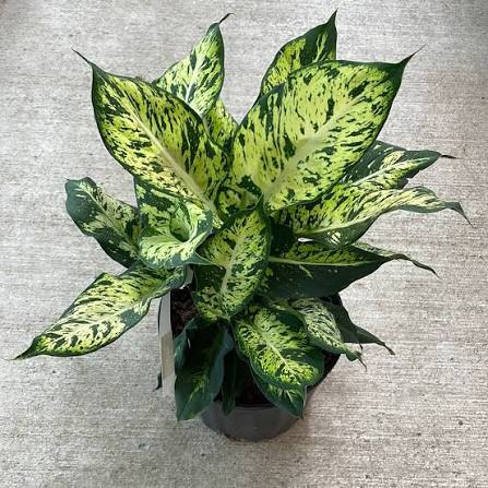 Dieffenbachia 'Sublime' 6" pot