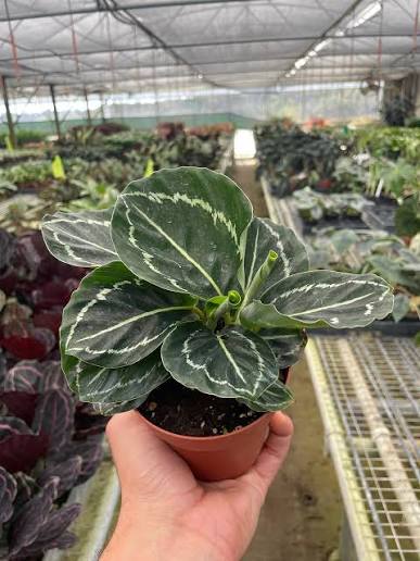 Calathea 'Green Goddess' - 4"