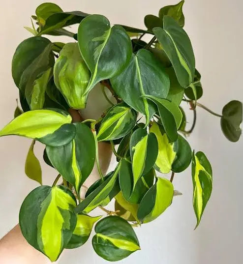 Philodendron heder. 'Brasil' - 6" HB