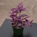 Tradescantia zebrina 'Pink Paradise' - 4" HB