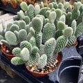 Opuntia microdasys -Bunny ear cactus - 4" pot