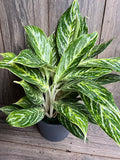 Aglaonema 'Golden Madonna' - 6" pot
