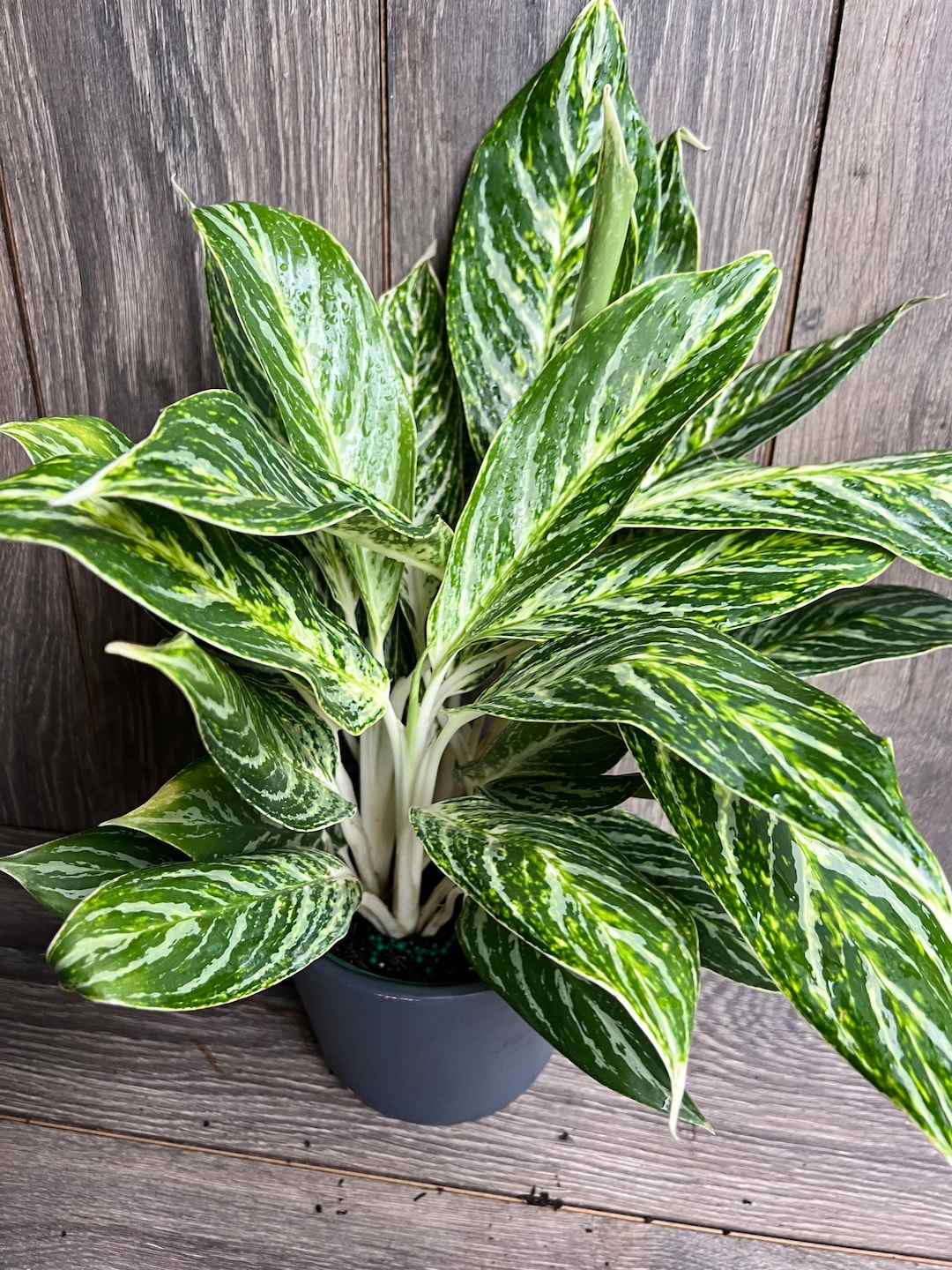 Aglaonema 'Golden Madonna' - 6" pot