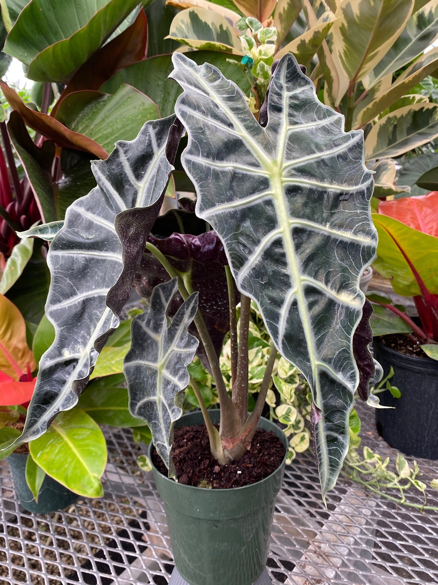 Alocasia amazonica 'Polly' - 6" pot