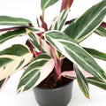 Stromanthe sanguinea 'Triostar' 4" pot