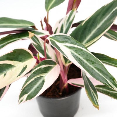 Stromanthe sanguinea 'Triostar' 4" pot