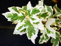 Acer campestre 'Carnival' - 2 gal light branch
